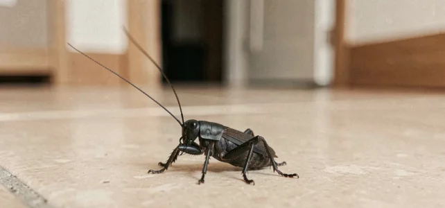 Comment repérer une bête noire qui saute dans la maison et agir efficacement Comment repérer une bête noire qui saute dans la maison et agir efficacement